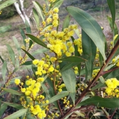Acacia rubida (Red-stemmed Wattle, Red-leaved Wattle) at Cook, ACT - 4 Aug 2021 by drakes