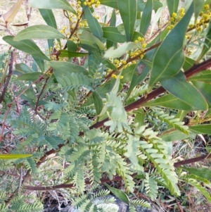 Acacia rubida at Cook, ACT - 4 Aug 2021
