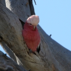 Eolophus roseicapilla (Galah) at Macarthur, ACT - 7 Aug 2021 by RodDeb