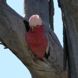 Eolophus roseicapilla at Macarthur, ACT - 7 Aug 2021