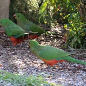 Alisterus scapularis at Macarthur, ACT - 7 Aug 2021