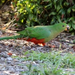 Alisterus scapularis at Macarthur, ACT - 7 Aug 2021