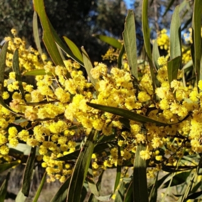 Acacia pycnantha (Golden Wattle) at Cook, ACT - 4 Aug 2021 by drakes