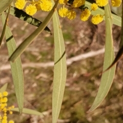 Acacia pycnantha at Cook, ACT - 4 Aug 2021