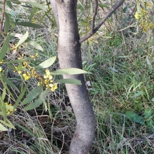 Acacia pycnantha at Cook, ACT - 4 Aug 2021