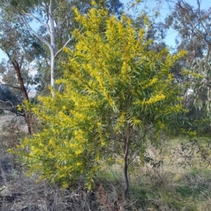 Acacia pycnantha at Cook, ACT - 4 Aug 2021