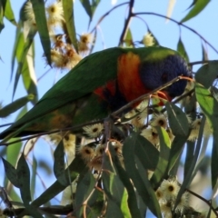 Trichoglossus moluccanus (Rainbow Lorikeet) at Macarthur, ACT - 7 Aug 2021 by RodDeb