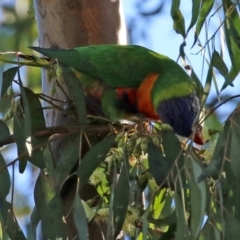 Trichoglossus moluccanus at Macarthur, ACT - 7 Aug 2021 02:41 PM