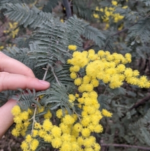 Acacia dealbata subsp. dealbata at Table Top, NSW - 7 Aug 2021 12:39 PM