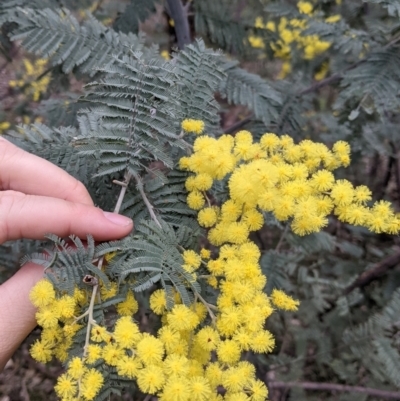 Acacia dealbata subsp. dealbata (Silver Wattle) at Albury - 7 Aug 2021 by Darcy