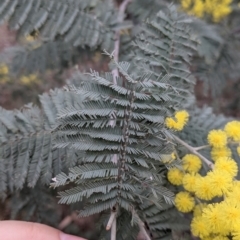 Acacia dealbata subsp. dealbata at Table Top, NSW - 7 Aug 2021 12:39 PM