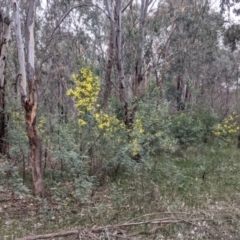 Acacia dealbata subsp. dealbata at Table Top, NSW - 7 Aug 2021 12:39 PM