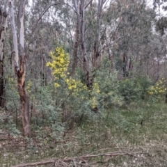 Acacia dealbata subsp. dealbata at Table Top, NSW - 7 Aug 2021 12:39 PM