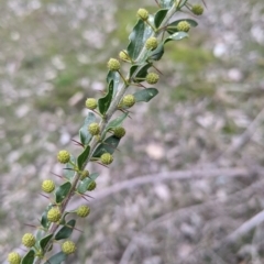 Acacia paradoxa (Kangaroo Thorn) at Albury - 7 Aug 2021 by Darcy