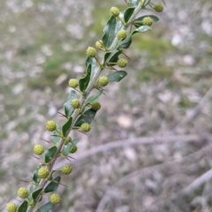 Acacia paradoxa (Kangaroo Thorn) at Table Top, NSW - 7 Aug 2021 by Darcy