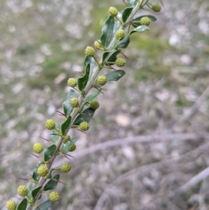 Acacia paradoxa at Table Top, NSW - 7 Aug 2021 12:40 PM