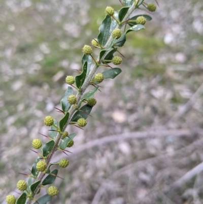 Acacia paradoxa (Kangaroo Thorn) at Albury - 7 Aug 2021 by Darcy