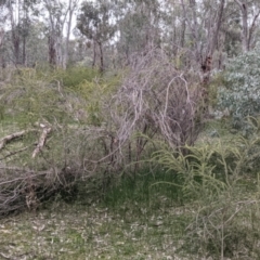 Acacia paradoxa at Table Top, NSW - 7 Aug 2021