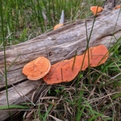 Trametes coccinea (Scarlet Bracket) at Table Top, NSW - 7 Aug 2021 by Darcy