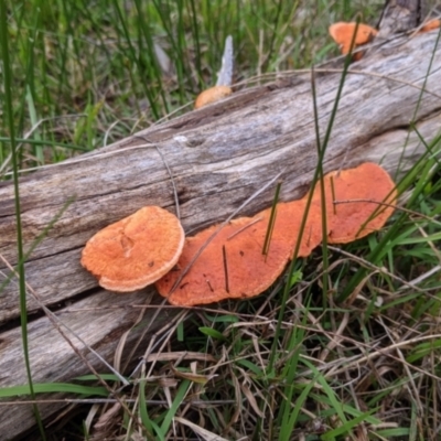 Unidentified Fungus at Table Top, NSW - 7 Aug 2021 by Darcy