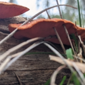 Trametes coccinea at Table Top, NSW - 7 Aug 2021 12:41 PM