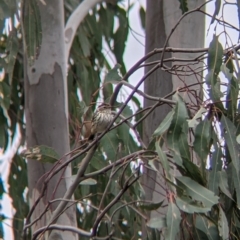 Pyrrholaemus sagittatus (Speckled Warbler) at Bowna Reserve - 7 Aug 2021 by Darcy