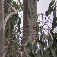 Pyrrholaemus sagittatus at Table Top, NSW - 7 Aug 2021