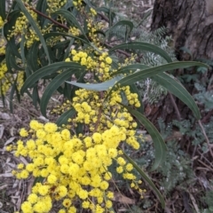 Acacia rubida (Red-stemmed Wattle, Red-leaved Wattle) at Albury - 7 Aug 2021 by Darcy