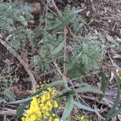 Acacia rubida at Table Top, NSW - 7 Aug 2021 12:47 PM