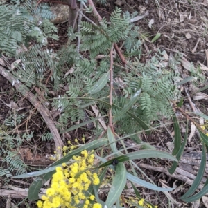 Acacia rubida at Table Top, NSW - 7 Aug 2021 12:47 PM