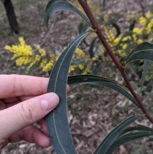 Acacia rubida at Table Top, NSW - 7 Aug 2021 12:47 PM