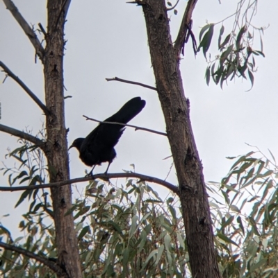 Corcorax melanorhamphos (White-winged Chough) at Table Top, NSW - 7 Aug 2021 by Darcy