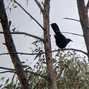 Corcorax melanorhamphos at Table Top, NSW - 7 Aug 2021