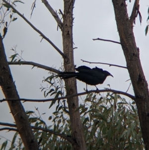 Corcorax melanorhamphos at Table Top, NSW - 7 Aug 2021 12:49 PM