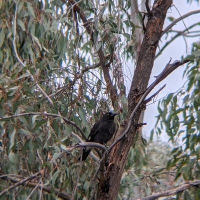 Strepera graculina (Pied Currawong) at Albury - 7 Aug 2021 by Darcy