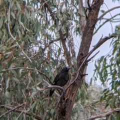 Strepera graculina (Pied Currawong) at Table Top, NSW - 7 Aug 2021 by Darcy