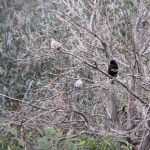 Ocyphaps lophotes at Table Top, NSW - 7 Aug 2021