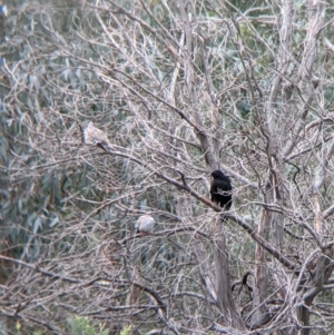 Ocyphaps lophotes at Table Top, NSW - 7 Aug 2021