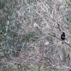 Ocyphaps lophotes at Table Top, NSW - 7 Aug 2021