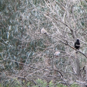 Ocyphaps lophotes at Table Top, NSW - 7 Aug 2021 12:51 PM