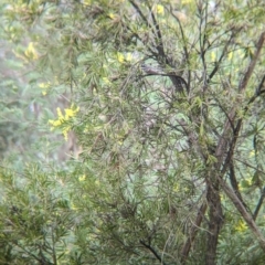 Rhipidura albiscapa (Grey Fantail) at Bowna Reserve - 7 Aug 2021 by Darcy