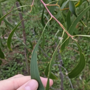 Acacia implexa at Table Top, NSW - 7 Aug 2021