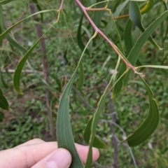 Acacia implexa (Hickory Wattle, Lightwood) at Bowna Reserve - 7 Aug 2021 by Darcy