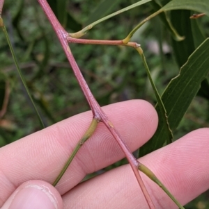 Acacia implexa at Table Top, NSW - 7 Aug 2021