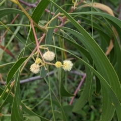 Acacia implexa at Table Top, NSW - 7 Aug 2021