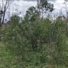 Acacia implexa at Table Top, NSW - 7 Aug 2021