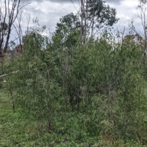 Acacia implexa at Table Top, NSW - 7 Aug 2021 01:00 PM