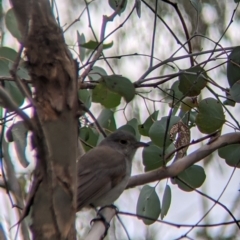 Colluricincla harmonica (Grey Shrikethrush) at Bowna Reserve - 7 Aug 2021 by Darcy