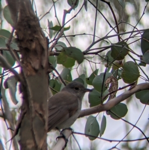 Colluricincla harmonica at Table Top, NSW - 7 Aug 2021 01:04 PM
