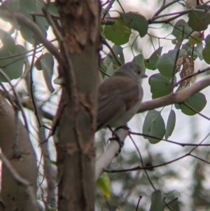 Colluricincla harmonica at Table Top, NSW - 7 Aug 2021 01:04 PM